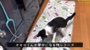 [保護猫を飼う❗️]  オセロくんが夢中になるモノ