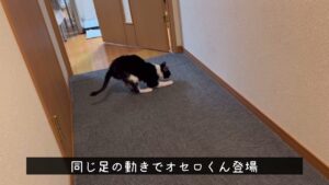 [保護猫を飼う❗️その13 ] 診察の結果