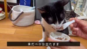 [保護猫を飼う❗️その13 ]  マズイ状況です。弱ってきている。