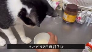 [保護猫を飼う❗️その14]  アゴの状態とリハビリ2日目