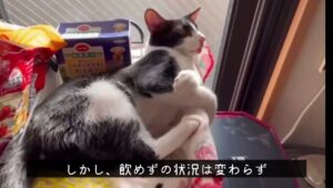 [保護猫を飼う❗️ その15]  手術へ