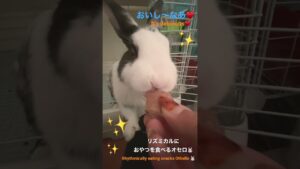 リズミカルにおやつを食べるオセロ🐰ASMR💋