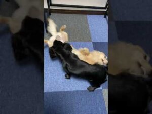 朝から暴れまくるオセロコンビ✩Othello duo rampaging from the morning【多頭飼い】【ダックスフンド】【Dachshund】