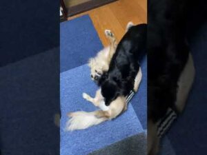 朝から元気すぎるオセロコンビ✩Othello duo who are too energetic from the morning【多頭飼い】【ダックスフンド】【Dachshund】