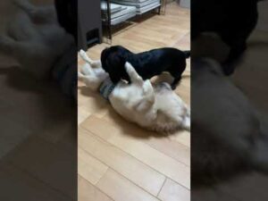オセロちゃん達の朝✩Othello’s morning【多頭飼い】【ダックスフンド】【Dachshund】