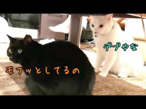 オセロ猫コンビが漫才はじめました