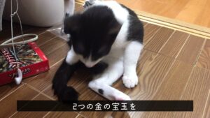 [保護猫を飼う❗️]  オセロくんが無くしたもの