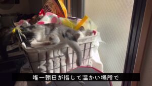 [保護猫を飼う❗️その11] 衝撃の寝姿と、はみ出るベロのお話