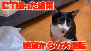 [保護猫を飼う❗️その16]  手術不可能・・絶望・・だが、しかし。