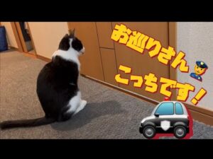 [保護猫を飼う❗️その18]  トイレの前の不審者