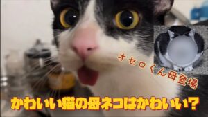 [保護猫を飼う❗️ その20]  オセロくんのお母さん