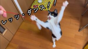 [保護猫を飼う！その22]  軽快なダンスと豪快な昼寝