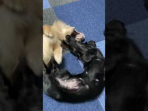 久々のオセロコンビ復活✩Othello duo revival after a long absence【多頭飼い】【ダックスフンド】【Dachshund】【short】
