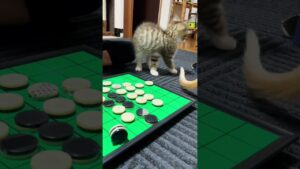 子猫と一緒にオセロ