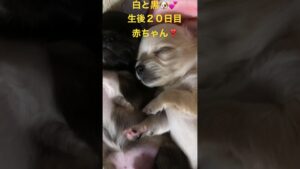 生後２０日目の赤ちゃんチワワ🐶💕白と黒でオセロみたいw可愛いすぎ🐾#shorts #チワワ #犬
