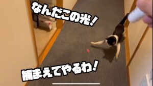 保護猫を飼う　その24  ケーキの残骸と光のおもちゃ