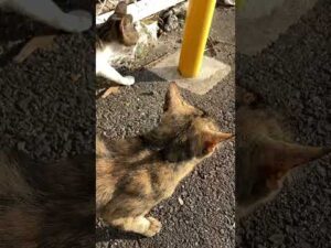 サビちゃんとオセロくんがチュールを要求しまくる　A cat begging for food.