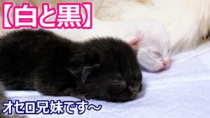 【子猫の成長記録】マンチカンの子猫達がオセロ兄妹な件 ∼猫のいる生活Vol.202∼ 出産動画 マンチカン短足・ミヌエット・ペルシャ猫専門ブリーダー『ペット蔵人』