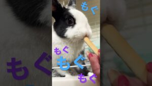 ミニウサギ🐰オセロ～もぐもぐオセロ君～