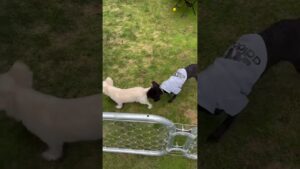 オセロゲーム　その2  チワワのぴーちゃん