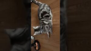 オセロの角を取ったとき【アメリカンショートヘアー猫のちーちゃん😽】黒の勝ち！笑 Othello’s Weapon