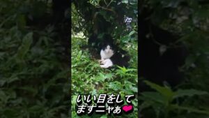 【いなか猫】雨宿り中の野良猫オセロちゃん　#shorts