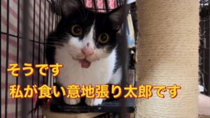 保護猫オセロは食い意地張り太郎