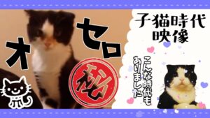 【わいわい】【猫】今日はスーパー猫の日という事で！オセロの子猫時代(ฅ^･ω･^ ฅ)