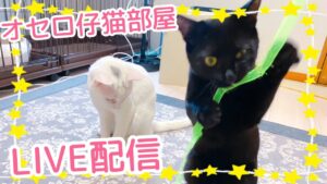 【保護猫】キャッチミーイフユーキャン2で遊んでみた☆オセロ仔猫部屋☆LIIVE配信【シェルター】