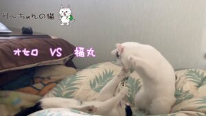 【兄弟喧嘩】キック派のオセロ　VS　パンチ派の福丸