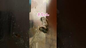 #ハムスター #ジャンガリアンハムスター #ジャンガリアンハムスター #あかちゃん #オセロ ハムスターベビず白と黒でまるでオセロのよう