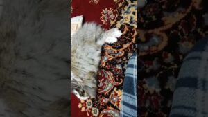 うさぎのオセロ　寝姿