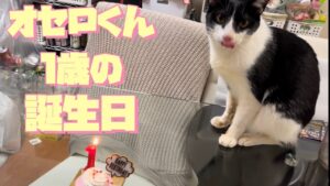 保護猫オセロ　1歳の誕生日