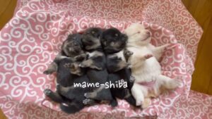 岡山ふるさと舎。オセロです🍼豆柴4きょうだい✨