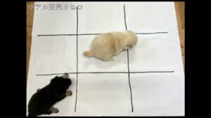 【豆スケ豆プー岡山店】リアル豆柴オセロ⁉︎