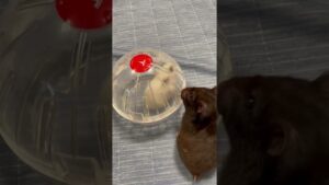 オセロ