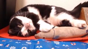 【わいわい】オセたんの人形遊び まとめ【愛猫オセロ】