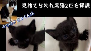 保護猫オセロ 見捨てられた黒猫2匹