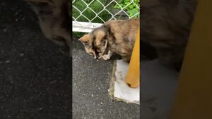 サビちゃん（母親）とオセロくん（息子）