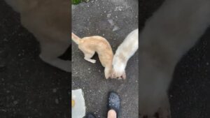 【今日のシャムちゃん_011】オセロくんがめずらしくいっしょにいました