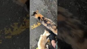 【今日のシャムちゃん 020】オセロくんもきた。ウスチャが必死にアピール