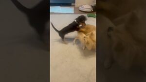 あと2匹いたらオセロできるな