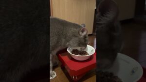 #風の猫　おばあちゃんはオセロのコマを１歳児から受け取りながら..　エアコンの効いた部屋で..　缶詰を足してもらう猫…　#shorts