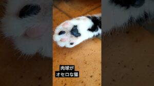 肉球がオセロな猫。山梨猫カフェhakobuneko