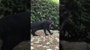 リラックスしてるオセロ猫と黒猫