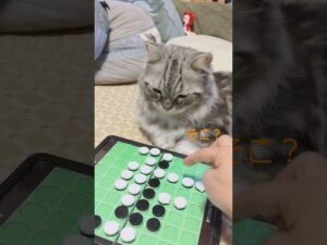 オセロを見守るネコ。そんな反応？