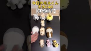 【ぬいぐるみオセロ？】#オセロ #今日のモルくん #毎日投稿 #お笑い #お笑い芸人 #youtuber #カップル #ぬいぐるみ #かわいい #モルモット #tiktok #癒し #やさしい
