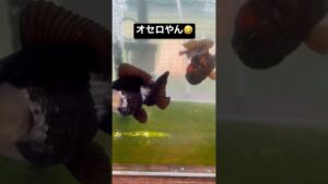 【オセロ】可愛いけどオモロい🤣 #youtubeshorts #short #金魚 #goldfish #善さん #善金魚 #youtube