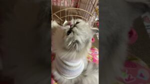 【子猫】(生後277日)オセロをする…！？衝撃の手先ﾆｬﾝ…☆ #ペルシャ猫ろここ #ねこ #猫 #cat #cats #Shorts #ろここ #ろここダイアリー #猫好きさんと繋がりたい