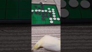 オセロ#オカメインコ #shorts #ショート動画 #インコ動画 #インコ好きと繋がりたい